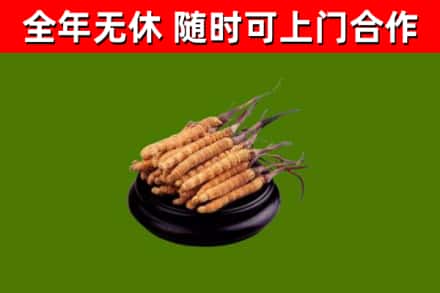 榆树市回收散虫草